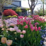arboretum_spring