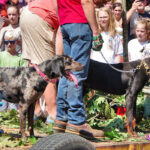 coon-dog-day-parade