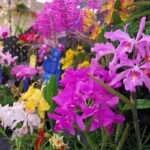 orchid_show2_arboretum