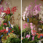 orchid_show3_arboretum